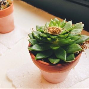 KENDRA SCOTT GOLD DRUSY ELISA NECKLACE